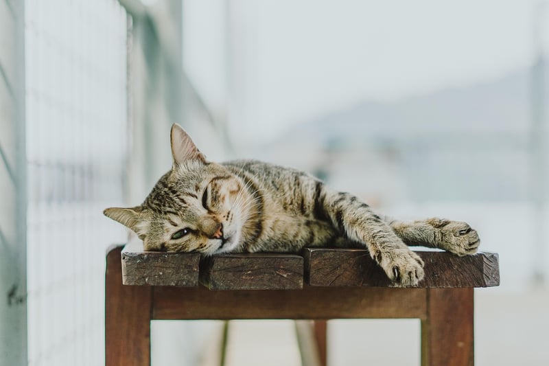 Restorative Techniques